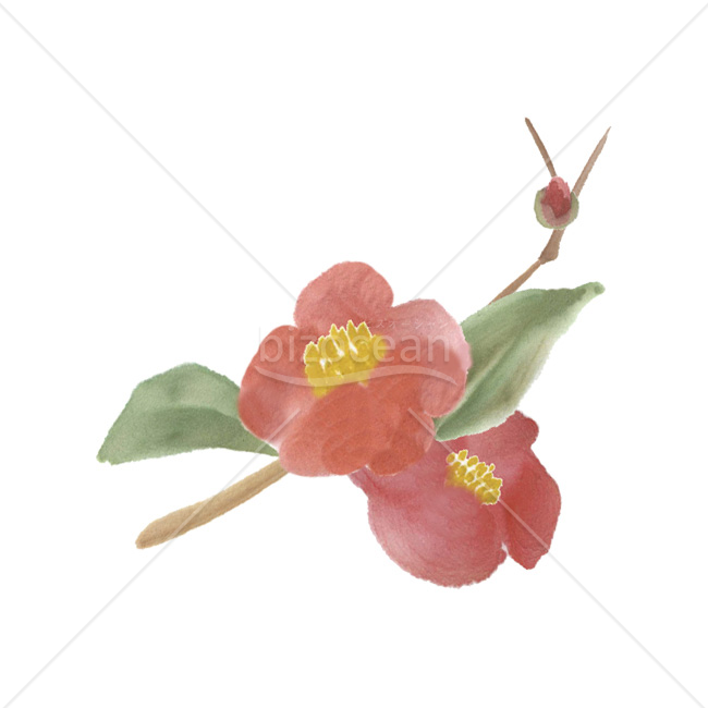 【2026年】「イラスト」水彩画風の優しい椿の花と蕾