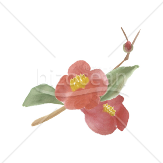 【2026年】「イラスト」水彩画風の優しい椿の花と蕾