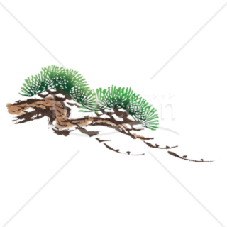 「イラスト」松の木　横長