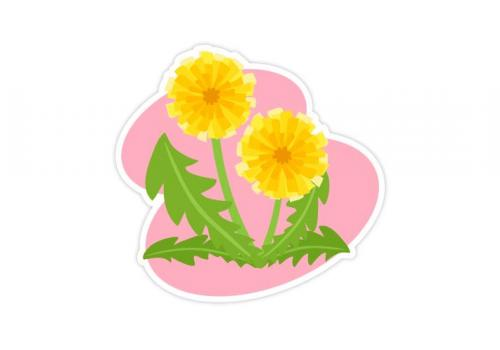 タンポポ Bizocean ビズオーシャン