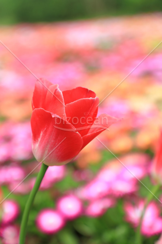 花畑を背景に一輪のチューリップの花