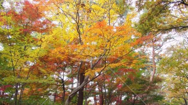 フルHDサイズ壁紙【紅葉2】