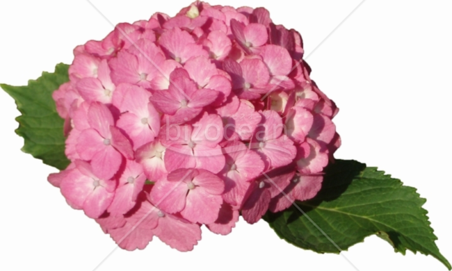 紫陽花（あじさい）10
