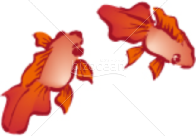 和風の金魚の残暑見舞いイラスト