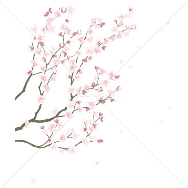 「イラスト」咲き誇る梅の花