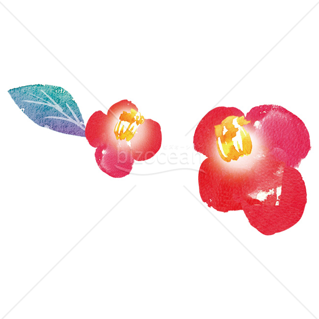 【2026年】「イラスト」水彩手描きタッチの赤い椿と青紫の葉