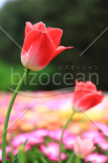 赤いチューリップの花　縦写真
