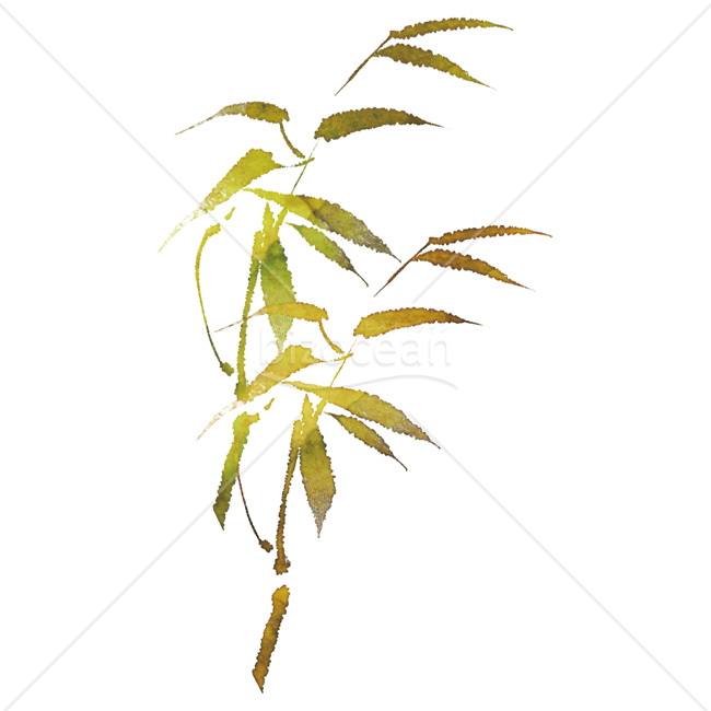 【2026年】「イラスト」水彩画風の質感で描かれた黄緑色の笹