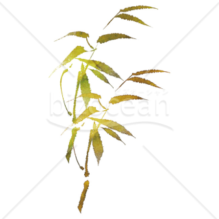 【2026年】「イラスト」水彩画風の質感で描かれた黄緑色の笹