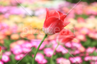 花畑を背景にチューリップの花