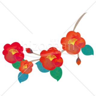 「イラスト」椿の花