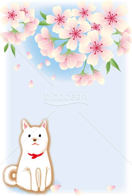 桜便り(3)