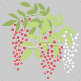 【2026年】「イラスト」二色の緑と紅白の実を描いた南天