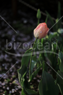 桜の花びらがついたチューリップ