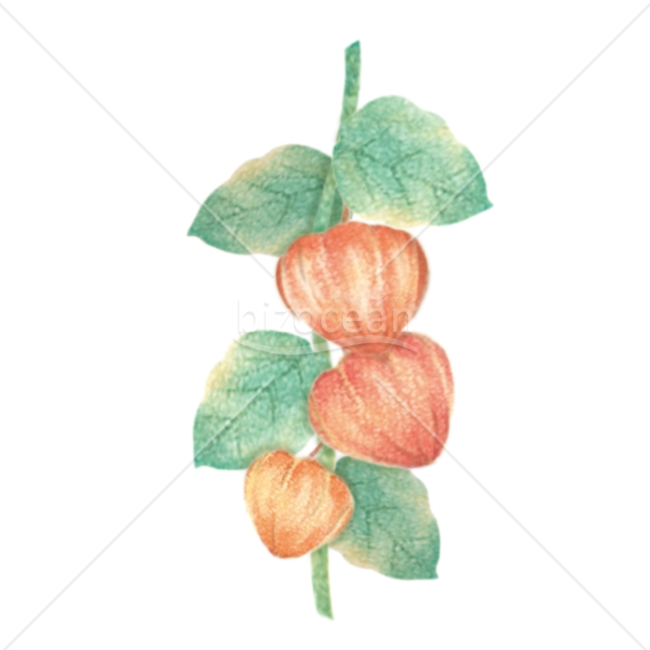 色鉛筆で描いたようなほおずきのイラスト