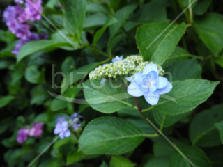 鎌倉　紫陽花の写真素材