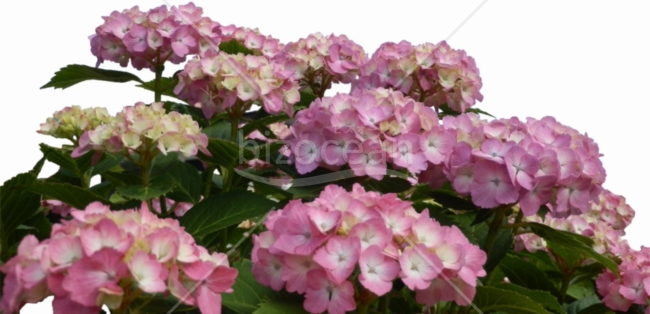 紫陽花（あじさい）9