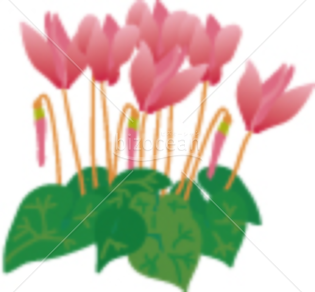 シクラメンの寒中見舞いイラスト