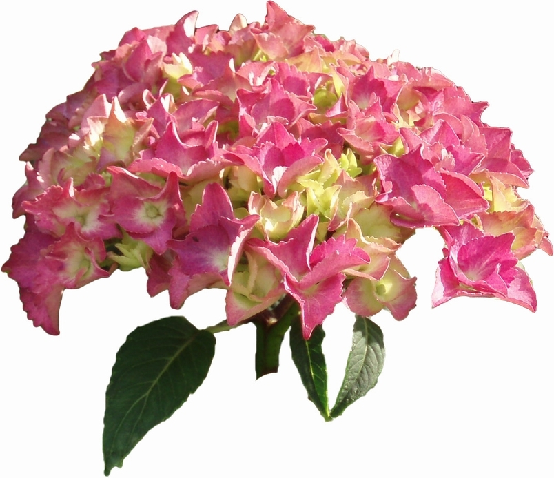紫陽花 あじさい 3 Bizocean ビズオーシャン 紫陽花 あじさい 3 Bizocean ビズオーシャン