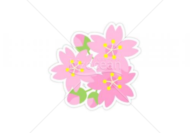 さくらの花