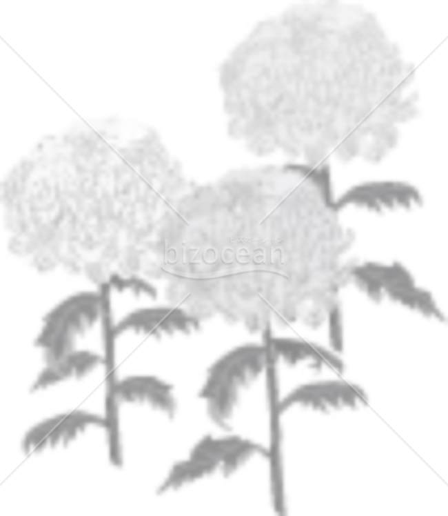 厚物菊の喪中イラスト