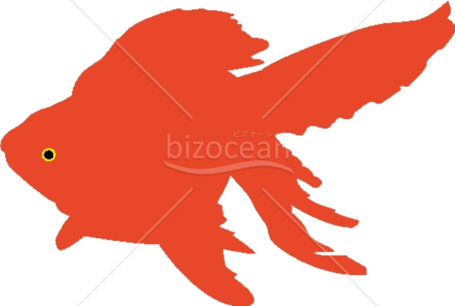 金魚の残暑見舞い画像素材