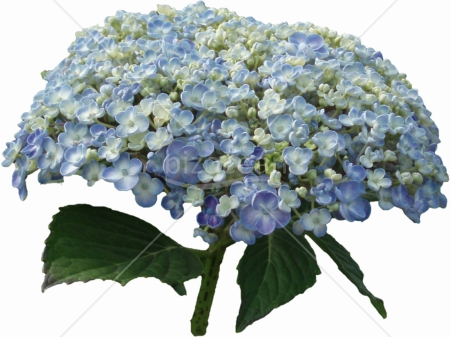 渦紫陽花（うずあじさい）1