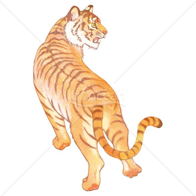 「イラスト」振り向くトラ