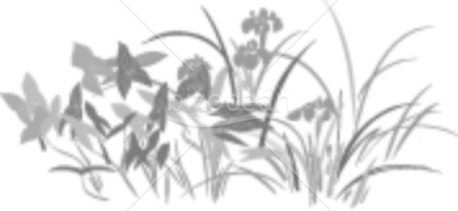 あやめの喪中イラスト（モノクロ）