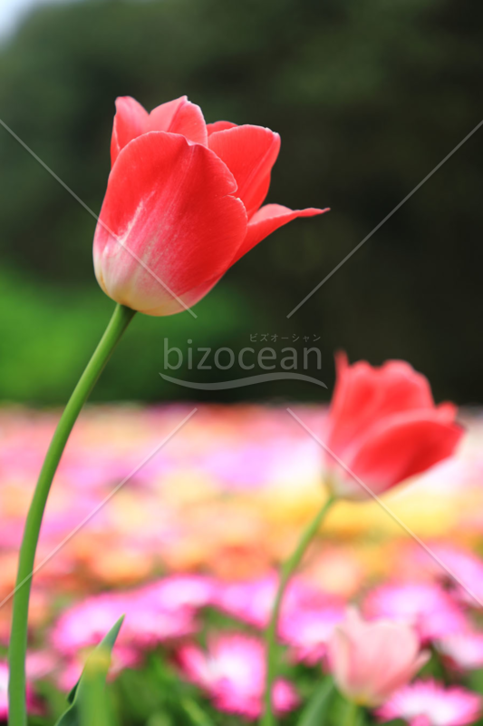 赤いチューリップの花　縦写真