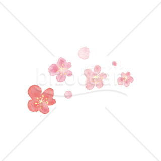 【2026年】「イラスト」水彩画風の優しい梅の花
