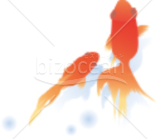 泳ぐ赤い金魚の残暑見舞い画像素材