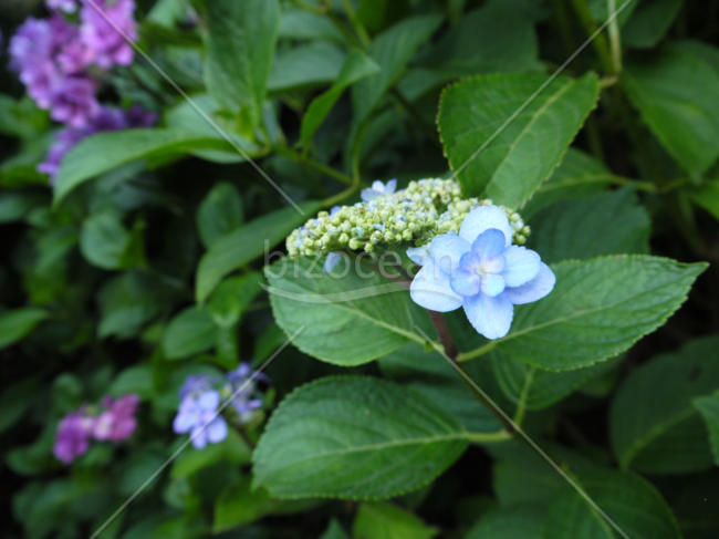 鎌倉　紫陽花の写真素材