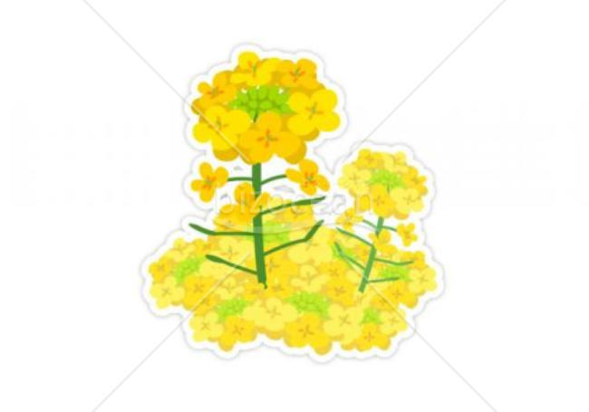 菜の花