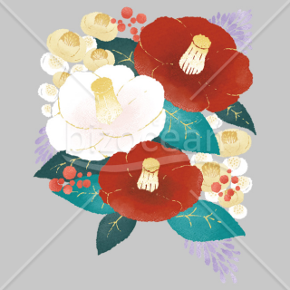 「イラスト」椿の花