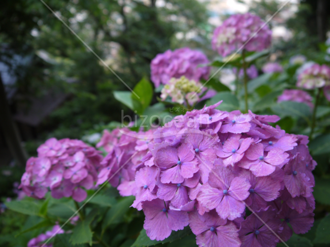 あじさいの写真素材　紫