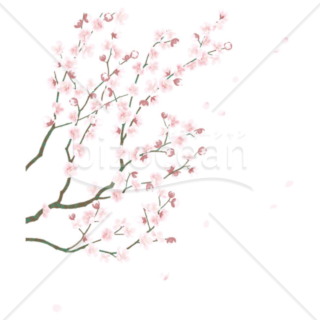 「イラスト」咲き誇る梅の花