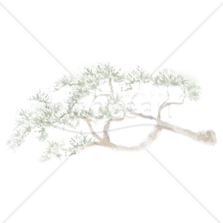 「イラスト」松の木・水彩