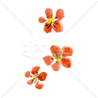 【2026年】「イラスト」水彩画風のにじみが美しい朱色の梅三輪