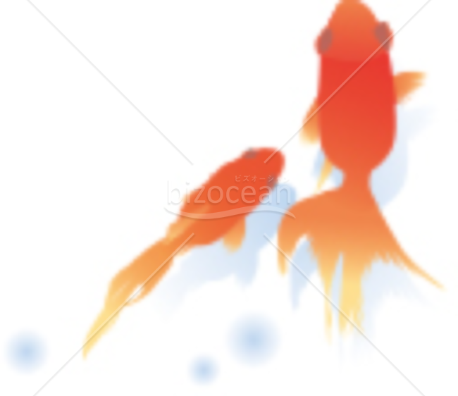 泳ぐ赤い金魚の残暑見舞い画像素材