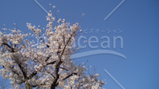 フルHDサイズ壁紙【桜2】