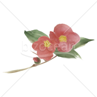 【2026年】「イラスト」水彩画風の柔らかな椿の花