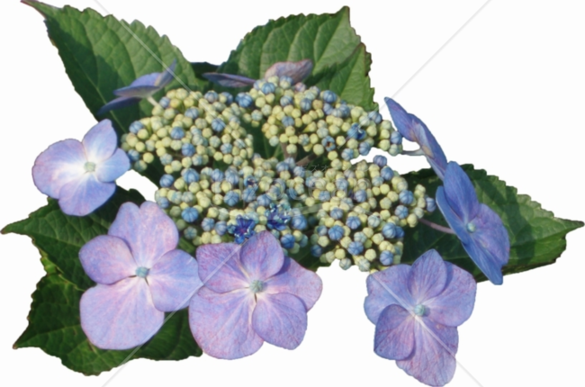 額紫陽花（がくあじさい）2