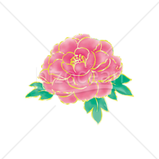「イラスト」牡丹の花　ピンク