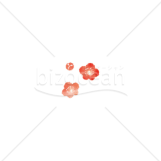 「イラスト」梅の花と蕾
