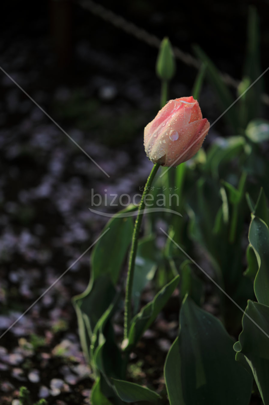 桜の花びらがついたチューリップ