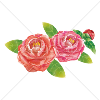 【2026年】「イラスト」優美な水彩手描き風の椿の花