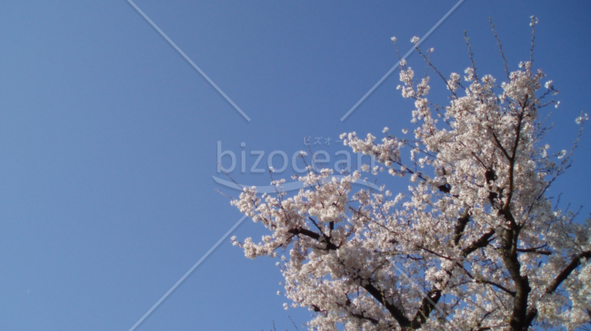 フルHDサイズ壁紙【桜1】