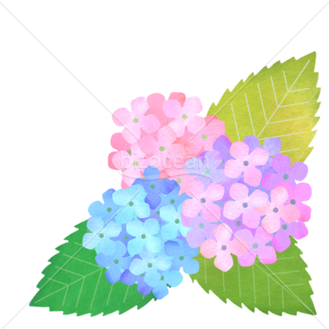 シンプルな紫陽花のクリップアート